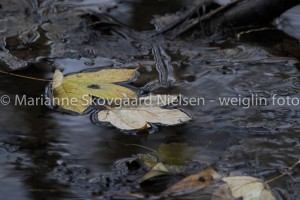 _MG_2961